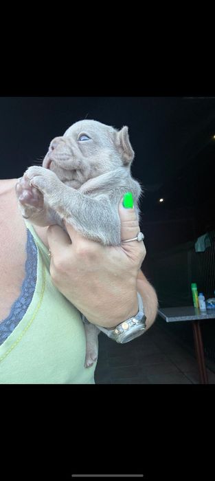 Buldogue francês  isabella MENINO LINDO