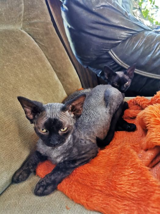 Kotka czarna Devon rex
