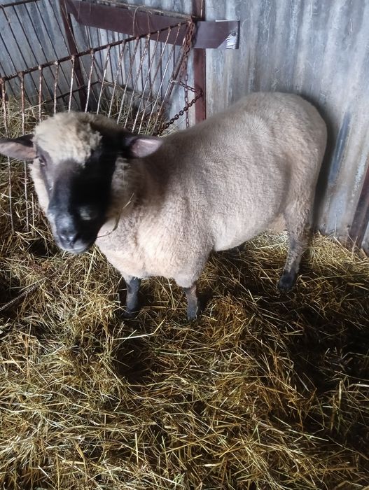 Baran tryk czrnoglowka