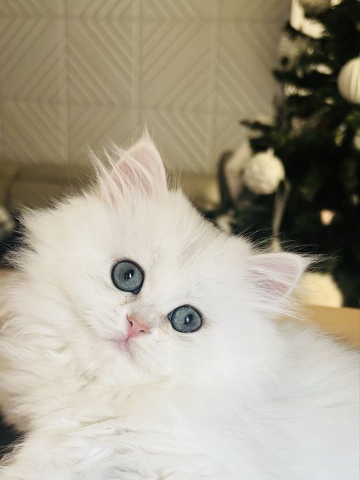 Kotka szkocka długowłosa kot kocięta