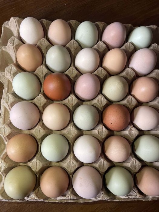 Інкубаційне яйце