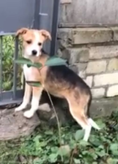 Ця маленька дівчинка-щенятко,