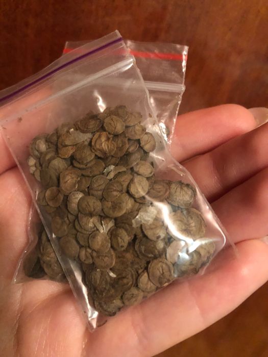 Семена растения лунник лунария монетное дерево 9г