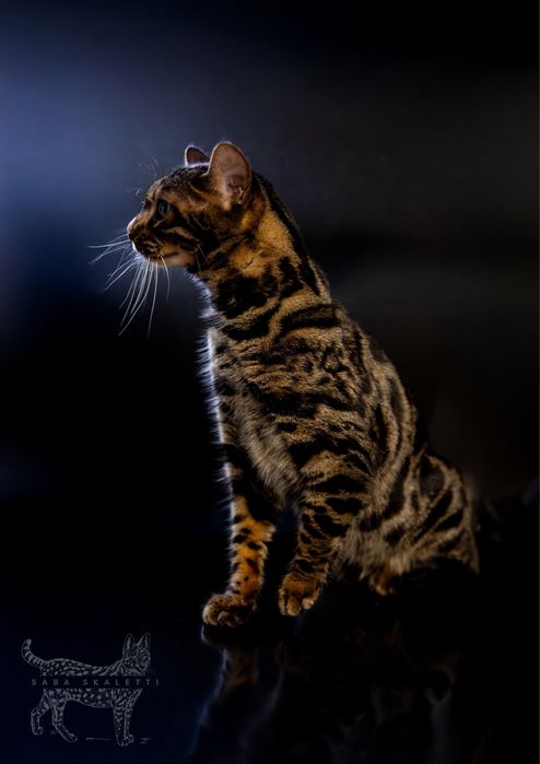 Бенгальскі котенята котята котики відкрити для броні бенгали уголь