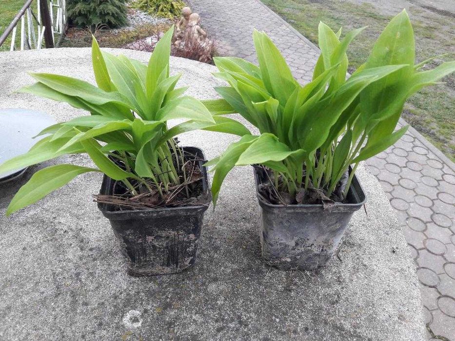 Czosnek niedźwiedzi 2 doniczki sadzonki cebulki + INFO