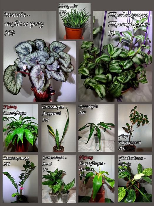Рослинки домашні
