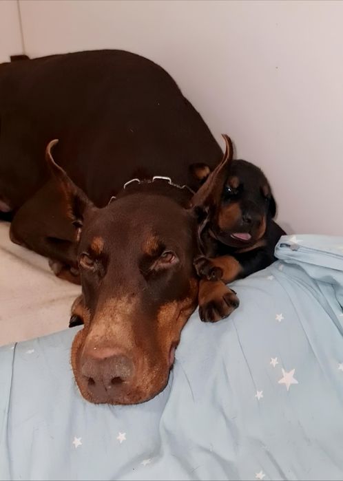 Шикарні цуценята добермана,отличные щенки добермана,купіровка, доставк