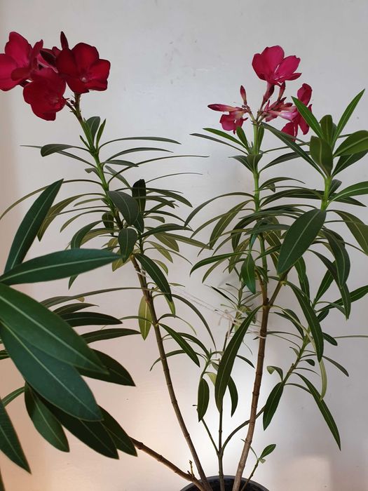 oleander - kwiat doniczkowy