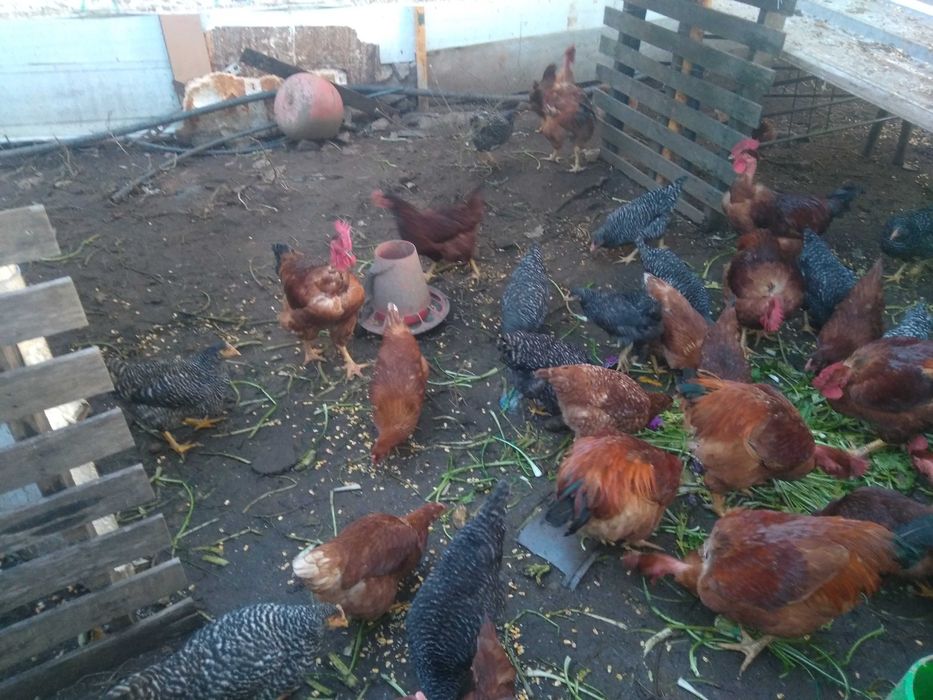 Galosl criados no campo otimos para seu natal