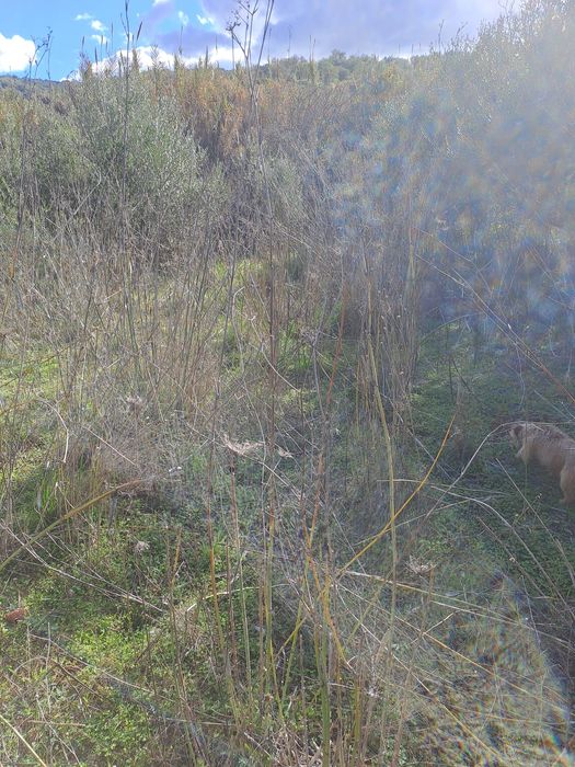 Terreno junto à ribeira