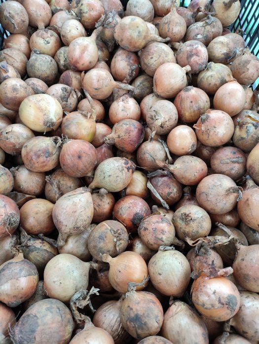 Cebula żółta 10 kg -12 zł