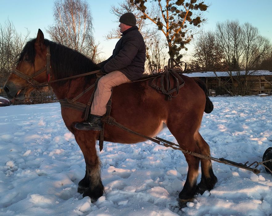 Sprzedam klacz zimnokrwistą