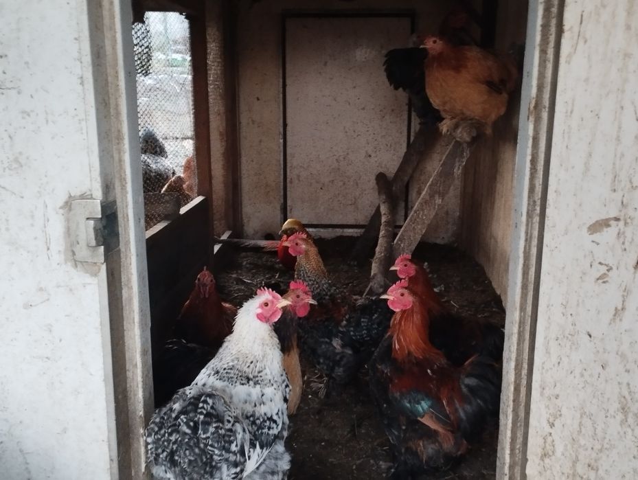 Sprzedam kogutki kochin miniaturka