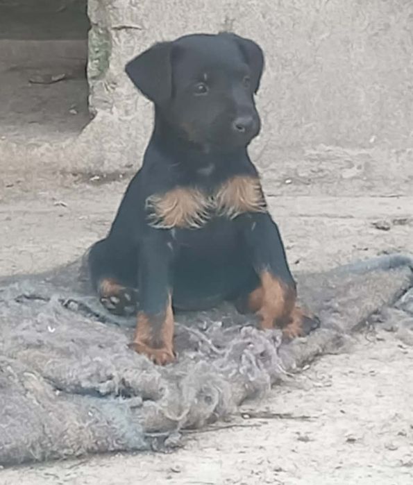 Terier niemiecki jagdterier suczka suka