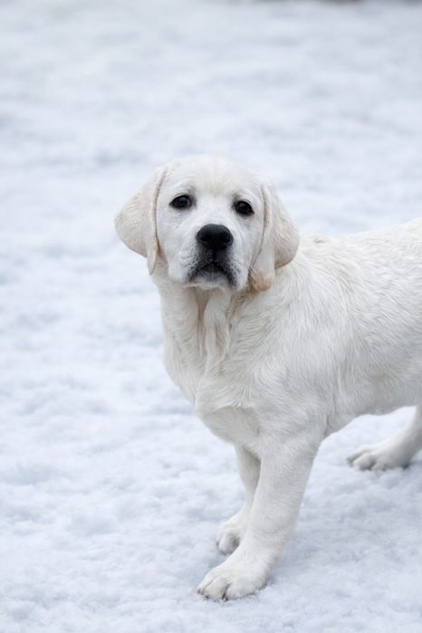 Дуже гарний хлопчик лабрадор ретривер!