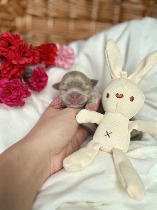Chihuahua liliowy długowłosy CUDNY piesek