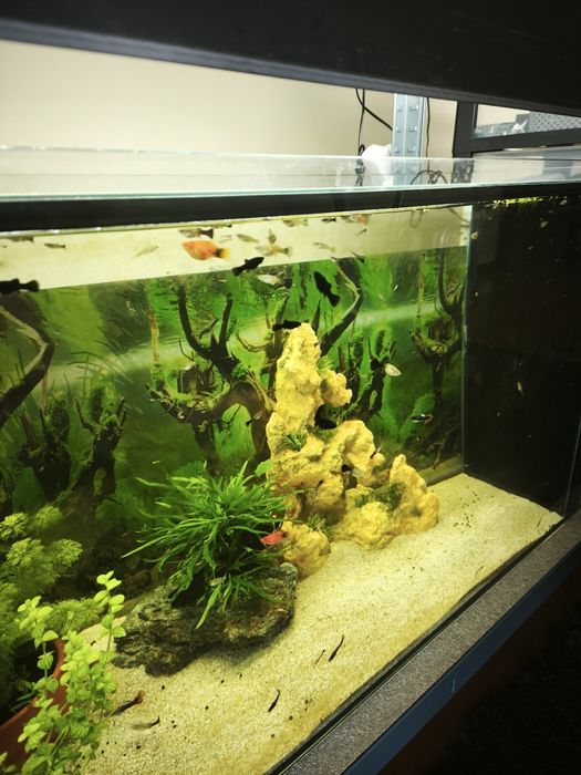 Peixe Ornamental  Guppy (Sortido)