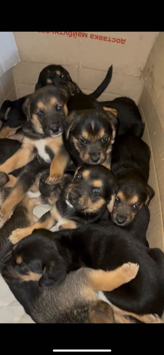 Естонська гонча цуценята