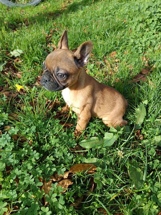 Bulldog francês menina/ menino