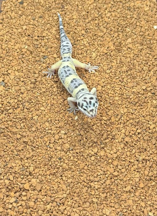 Gekony lamparcie, eublefary, 2-4 miesiace