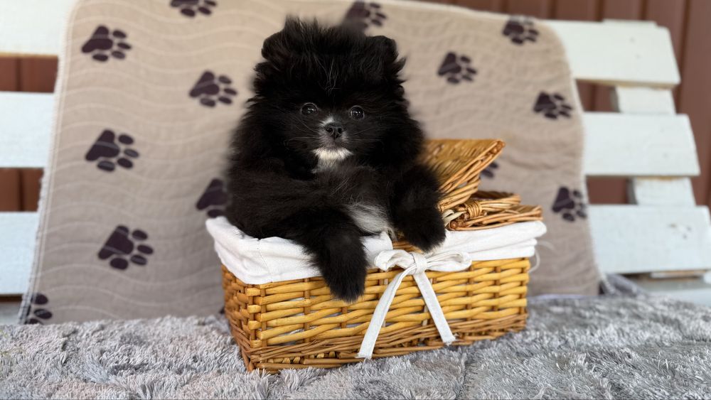 Чорний принц ) хлопчик