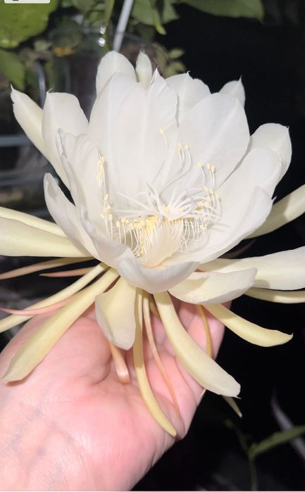 Epiphillum Oxipetalum kwiat duży