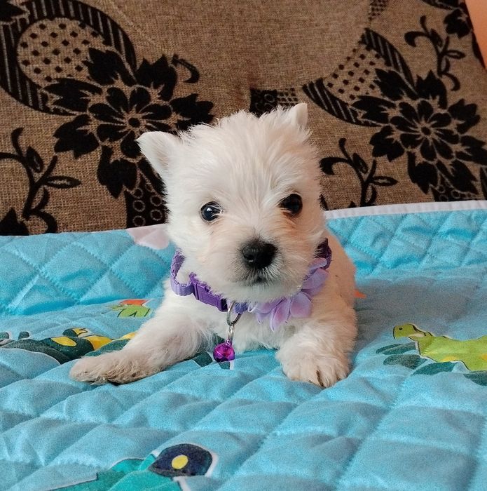 West Highland White Terrier