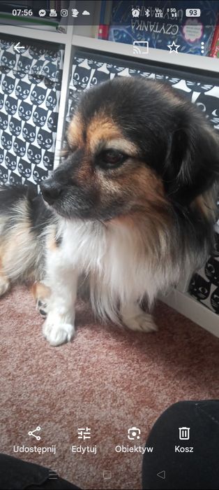 Szukamy naszego pieska, Wafla