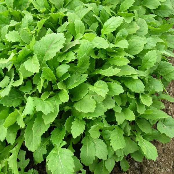 Rukola wieloletnia WASABI -zioła Flora Szczecin