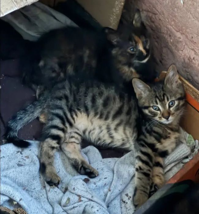 Отдам даром в добрые руки котят