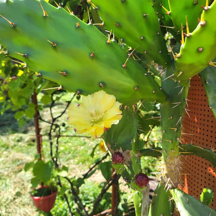 Продається кактус