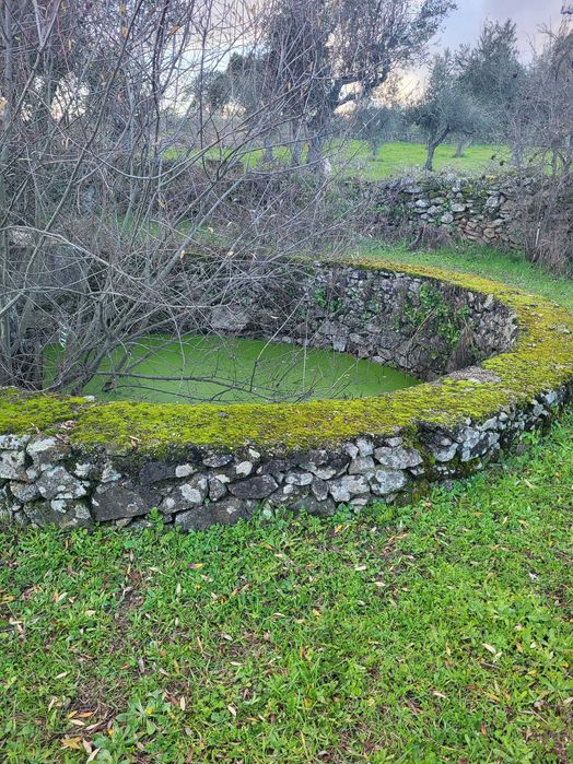 Terreno em cafede castelo branco