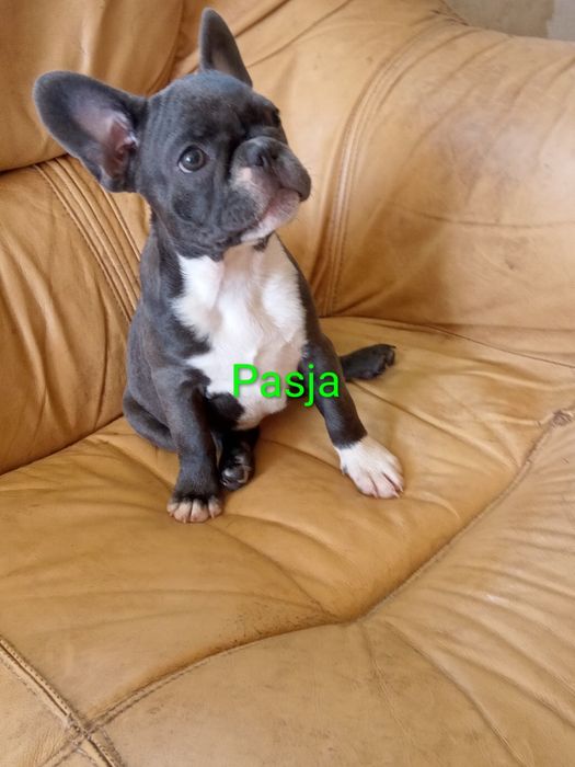 Buldog francuski blue