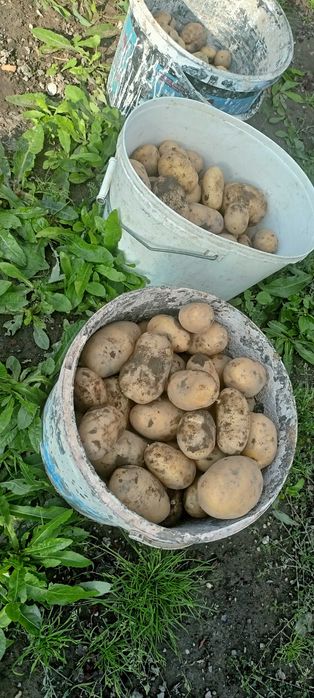 Sprzedam ziemniaki swojskie