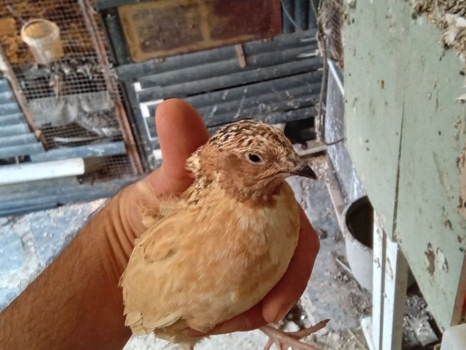 Codornizes gigantes de várias raças  e ovos para comer ou incubação