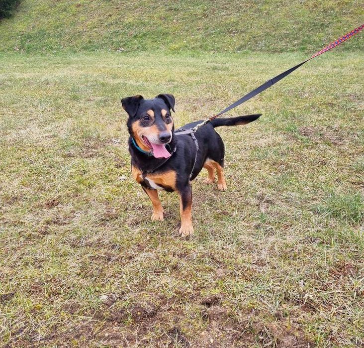 Cudny Rex do adopcji