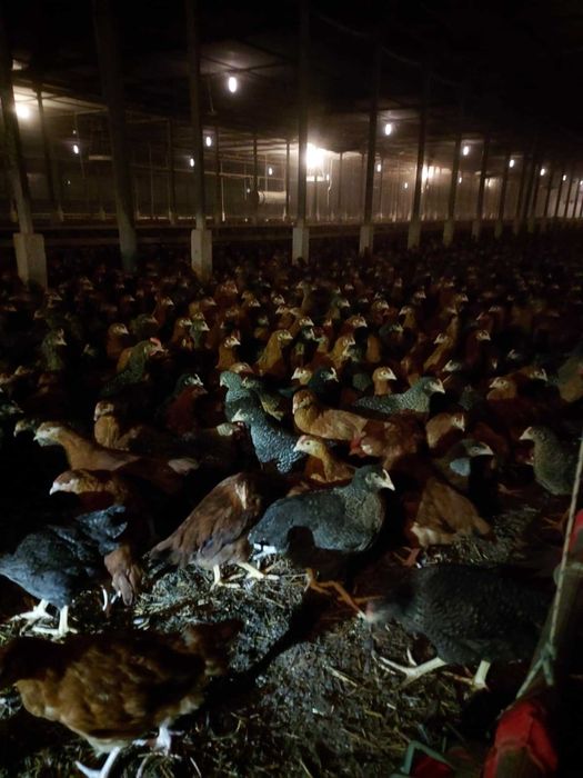 Kury nioski, odchowane