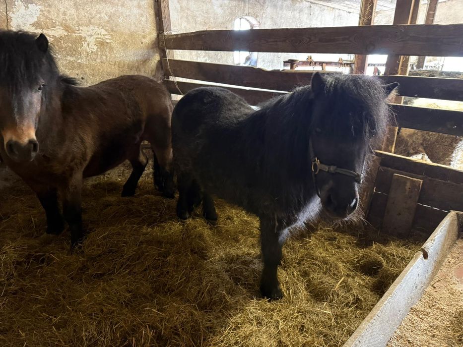 Sprzedam dwie klaczki