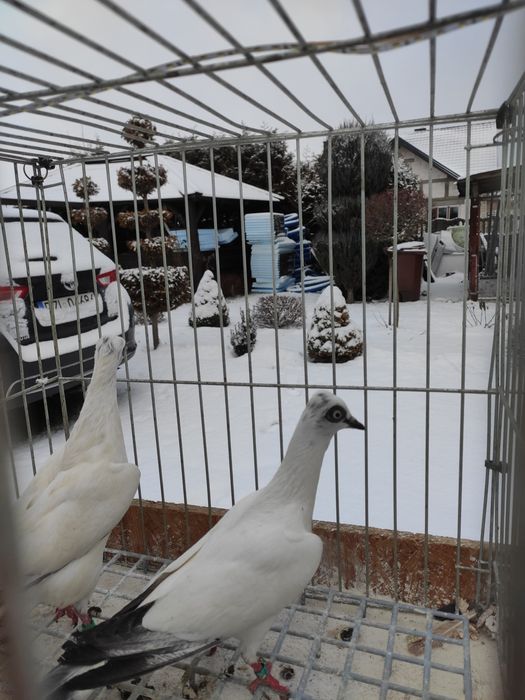 Wiedenskie lotne samczyk samiczka 25r
