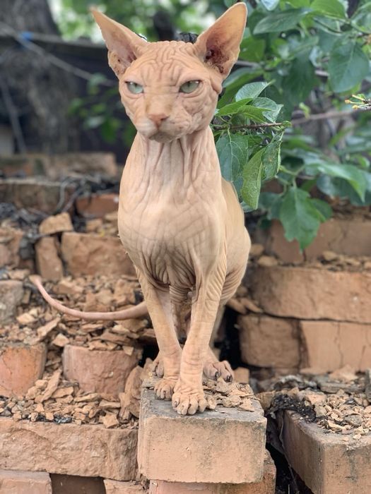 Канадский сфинкс , Вязка