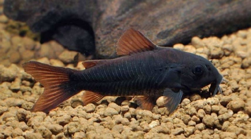 Kirysek VENEZUELA BLACK, rybki akwariowe.