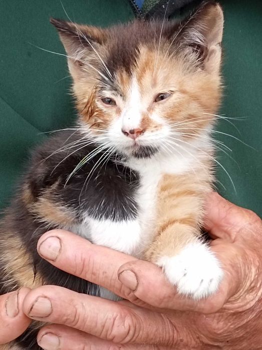 Кошенят віддам в добрі руки