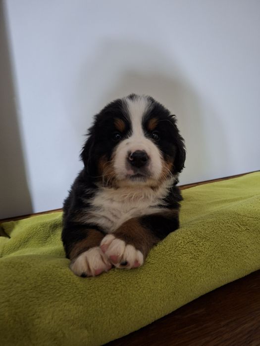 Bernenski  pies pasterski