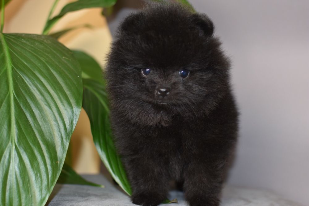 Мишка мишутка уголёк