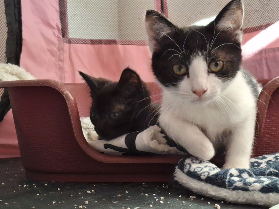 Gatinho bebé procura família