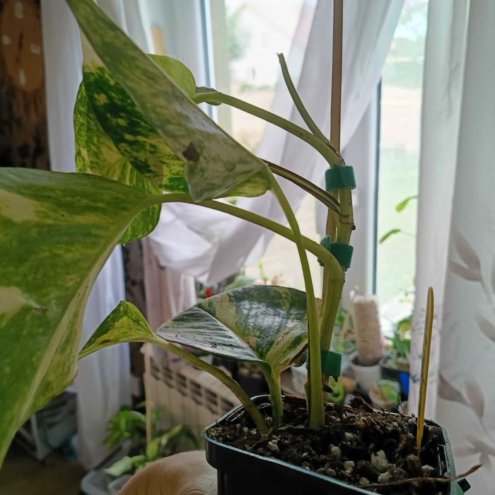epipremnum hicolor-duże liście