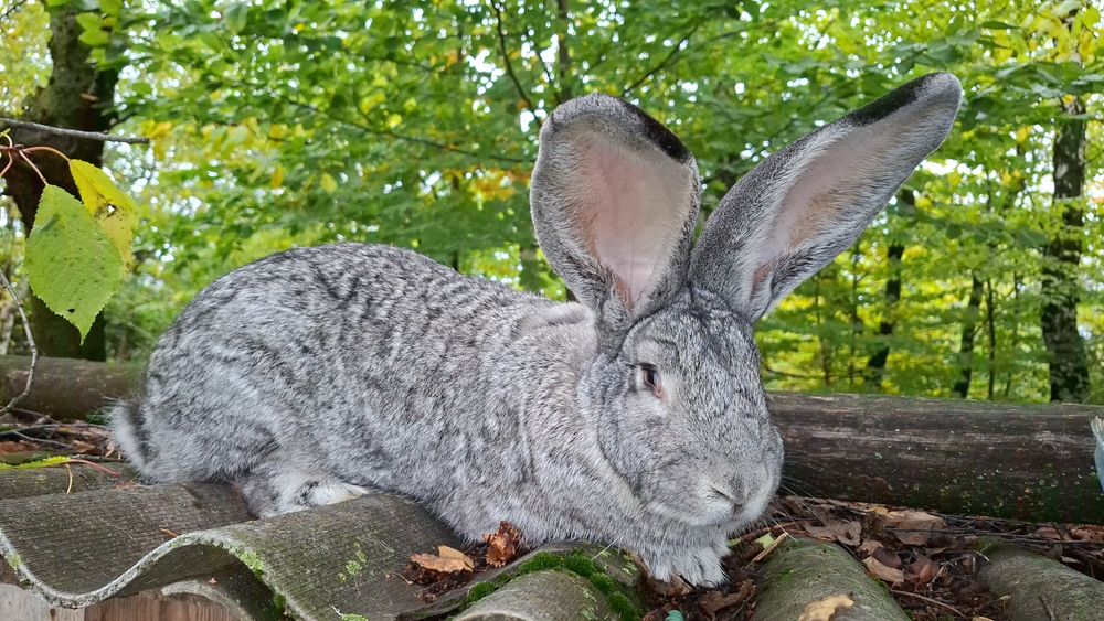Бельгійський велетень