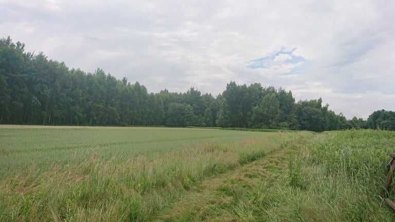 działka rolna krzywe