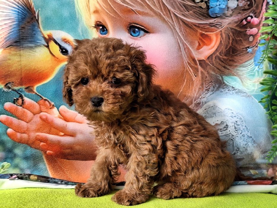 Cavapoo szczeniaczek Red brown z certyfikatem