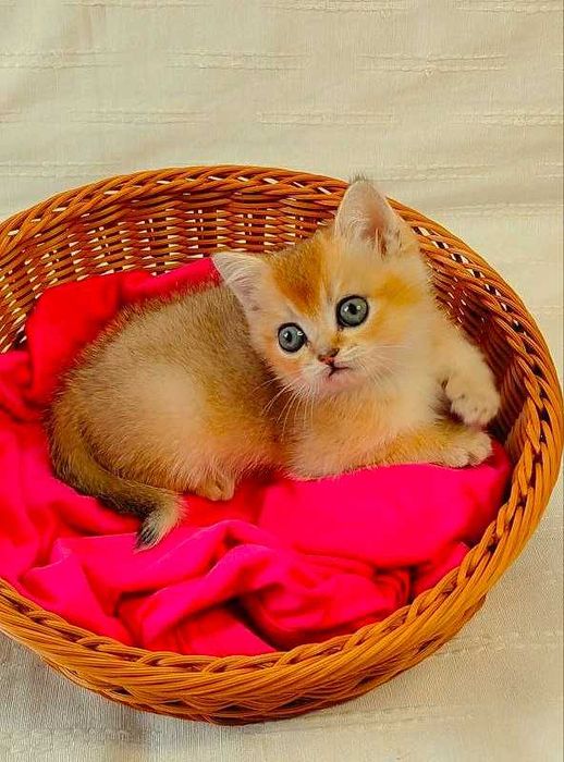 Шотландские котята (ЗОЛОТАЯ ШИНШИЛЛА)